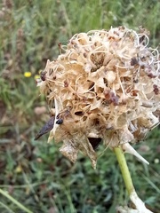 Sixalix atropurpurea