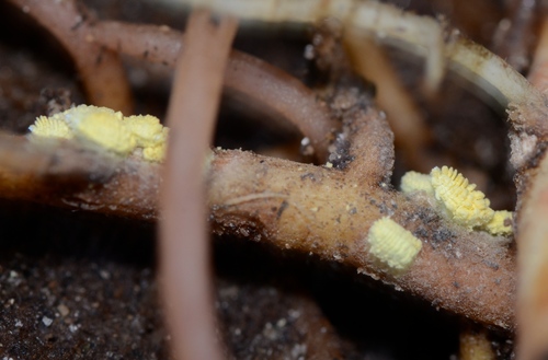 golden root mealybug
