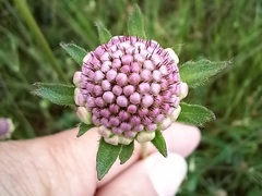 Sixalix atropurpurea