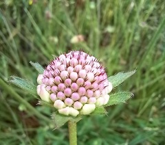 Sixalix atropurpurea