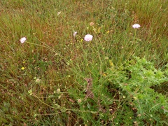 Sixalix atropurpurea