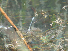 Enallagma cyathigerum