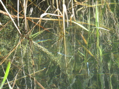 Enallagma cyathigerum