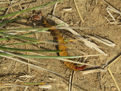 Scolopendra cingulata