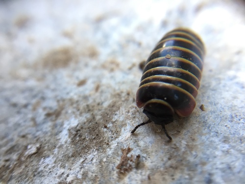 Glomeris balcanica