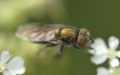 Riponnensia splendens