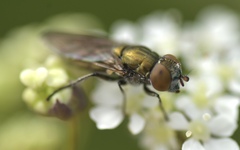 Riponnensia splendens