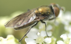 Riponnensia splendens