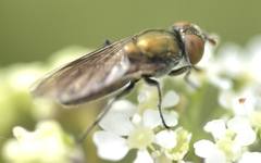 Riponnensia splendens