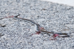 Xenochrophis vittatus