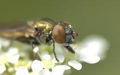 Riponnensia splendens