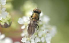 Riponnensia splendens