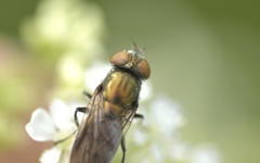 Riponnensia splendens