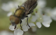Riponnensia splendens