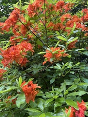 Rhododendron luteum
