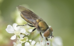 Riponnensia splendens