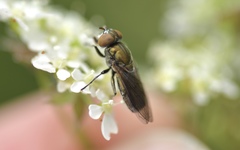 Riponnensia splendens