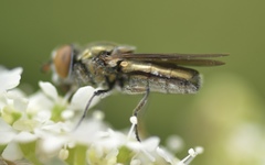 Riponnensia splendens