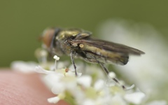 Riponnensia splendens