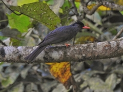 Hypsipetes ganeesa