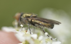 Riponnensia splendens