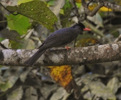 Hypsipetes ganeesa