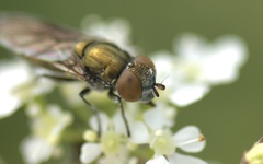 Riponnensia splendens