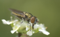 Riponnensia splendens