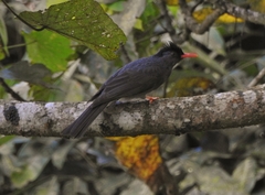 Hypsipetes ganeesa