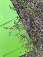 Frankenia pauciflora