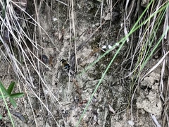 Anthophora aestivalis