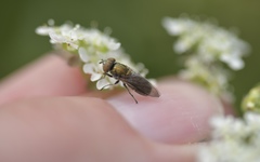 Riponnensia splendens