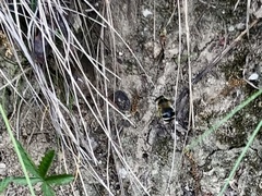 Anthophora aestivalis