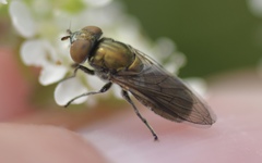 Riponnensia splendens