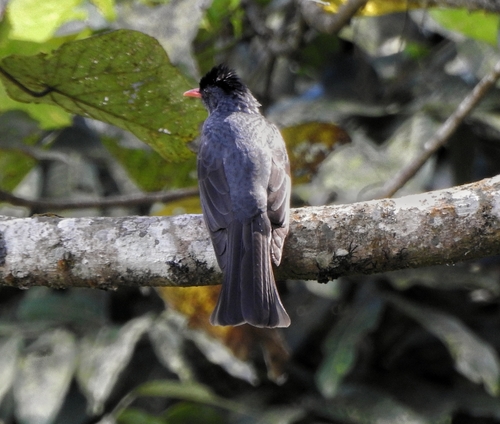 Square-tailed Bulbul (Hypsipetes ganeesa), photo 10