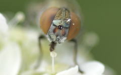 Riponnensia splendens