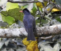 Hypsipetes ganeesa