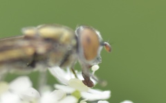 Riponnensia splendens