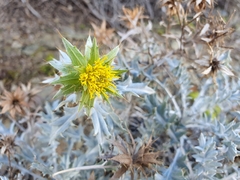Berkheya carlinifolia