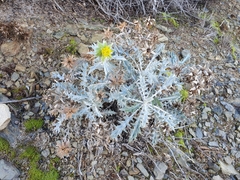 Berkheya carlinifolia