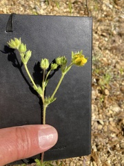 Potentilla pedata
