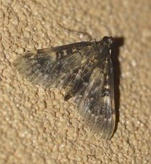 Syllepte leucodontia