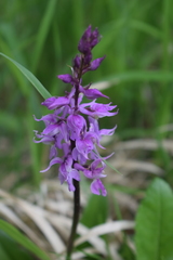 Orchis mascula