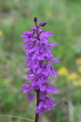 Orchis mascula