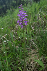 Orchis mascula