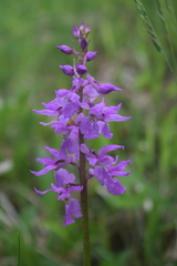 Orchis mascula