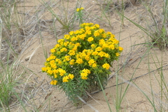 Lithospermum caroliniense croceum