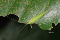 Chondroderella borneensis