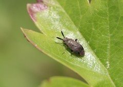 Heterotoma planicornis