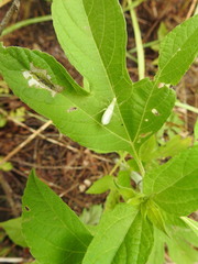 Oecanthus quadripunctatus